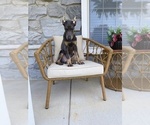 Small Photo #2 Doberman Pinscher Puppy For Sale in LITITZ, PA, USA