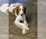 Small Photo #2 Brittany Puppy For Sale in Agoura Hills, CA, USA