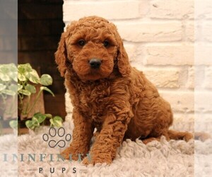 Goldendoodle Puppy for sale in NARVON, PA, USA
