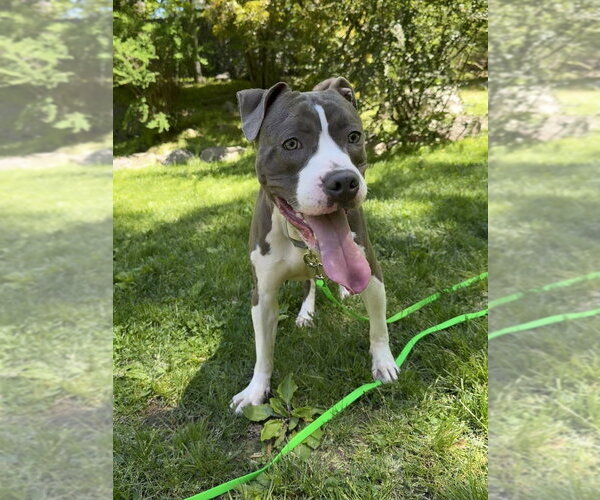 Medium Photo #12 Bullboxer Pit Puppy For Sale in Brewster, NY, USA