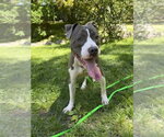 Small #11 Bullboxer Pit