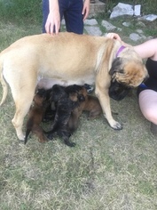 Mother of the Mastiff puppies born on 04/25/2017