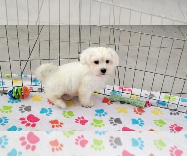 Medium Photo #3 Zuchon Puppy For Sale in ORO VALLEY, AZ, USA