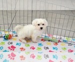 Small #2 Zuchon