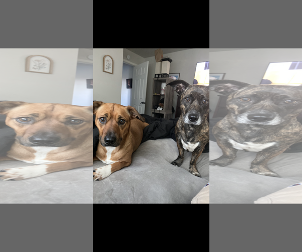 Medium Photo #1 Mutt Puppy For Sale in Woodland, CA, USA
