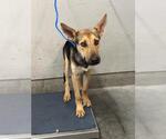 *BLITZ - Male German Shepherd Dog-Unknown Mix Dog for Adoption - Small photo