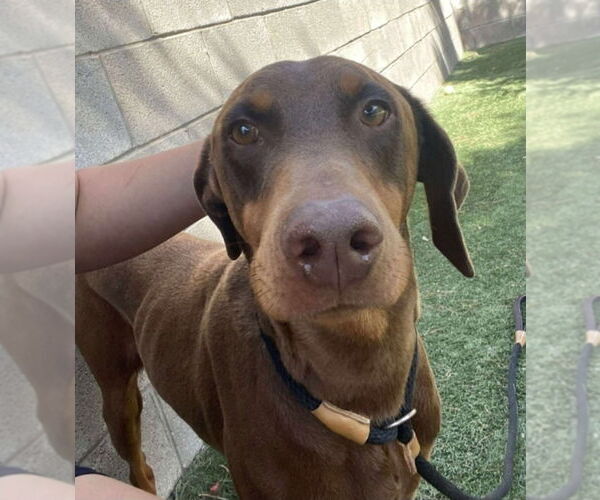 Medium Photo #3 Doberman Pinscher-Unknown Mix Puppy For Sale in Lakewood, CO, USA