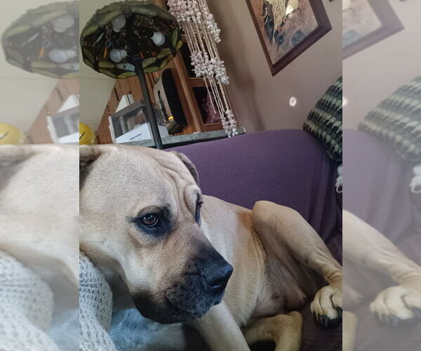 Medium Photo #1 Mastiff-Unknown Mix Puppy For Sale in Aurora, IN, USA