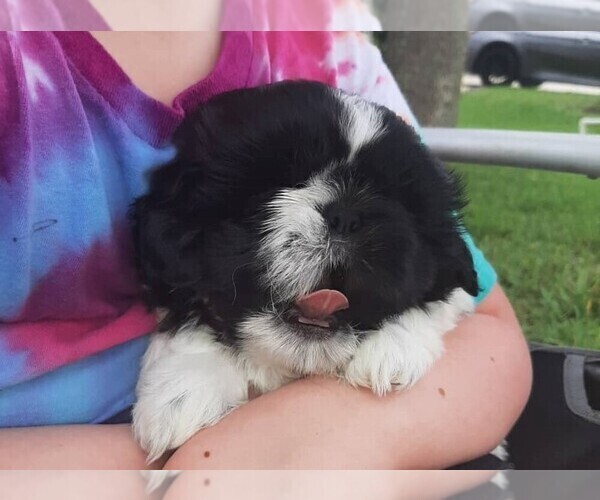 Medium Photo #4 Shih Tzu Puppy For Sale in PARRISH, FL, USA