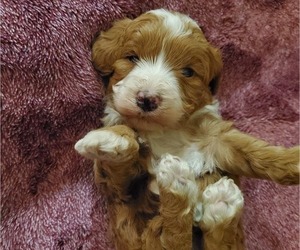 Bernedoodle (Miniature) Puppy for sale in LEETONIA, OH, USA