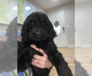 Goldendoodle Puppy for sale in NEWBURGH, IN, USA