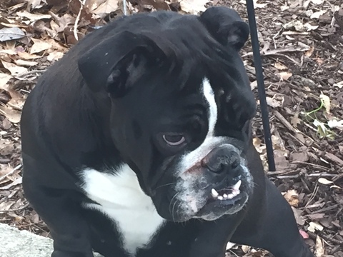 Medium Photo #1 Bulldog Puppy For Sale in GREAT FALLS, SC, USA