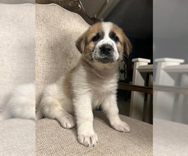 Medium Photo #2 Saint Pyrenees Puppy For Sale in Rosenberg, TX, USA