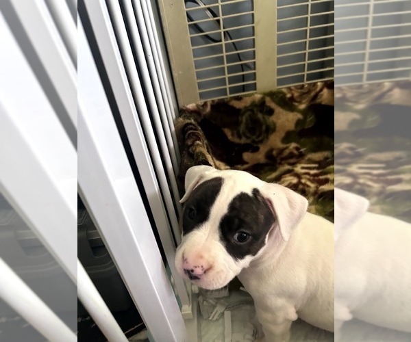 Medium Photo #4 American Bully Puppy For Sale in FRIDLEY, MN, USA