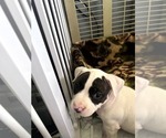 Small #3 American Bully