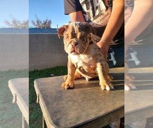 English Bulldog Puppy for sale in WEST COVINA, CA, USA