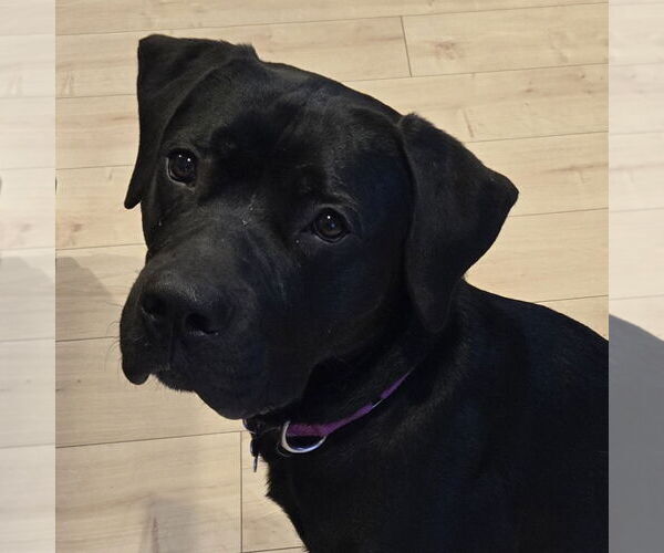 Medium Photo #29 American Pit Bull Terrier-Unknown Mix Puppy For Sale in Fargo, ND, USA