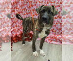 Small Holland Shepherd-Plott Hound Mix