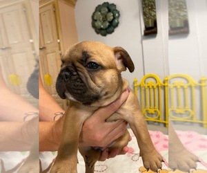 French Bulldog Puppy for sale in GADSDEN, AL, USA