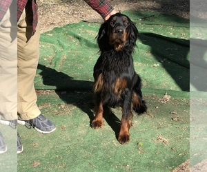 Father of the Gordon Setter puppies born on 05/29/2022