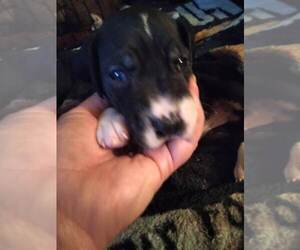 Great Dane Puppy for sale in SEVIERVILLE, TN, USA