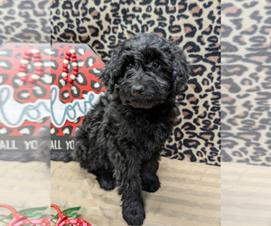 Aussiedoodle Miniature  Puppy for Sale in SPARTA, Missouri USA