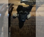 Small #3 German Shepherd Dog