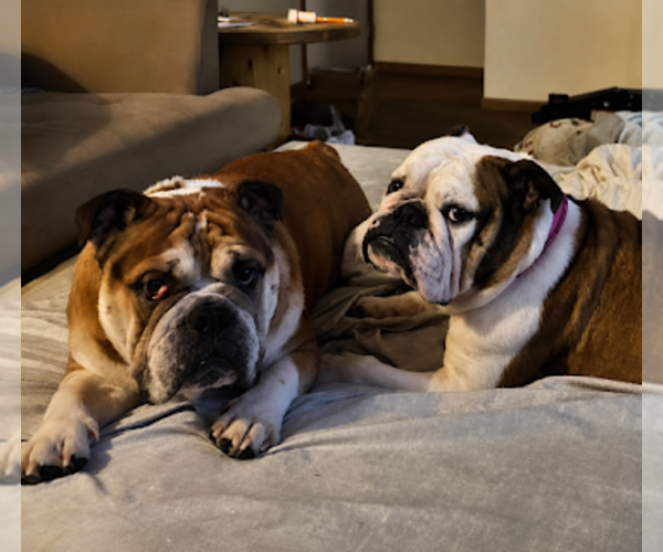 Medium Photo #1 English Bulldog Puppy For Sale in HENDERSON, KY, USA
