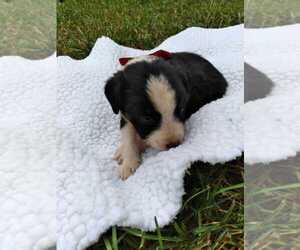 Miniature Australian Shepherd Puppy for Sale in GRETNA, Virginia USA