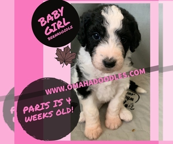 Medium Photo #1 Bernedoodle Puppy For Sale in OMAHA, NE, USA