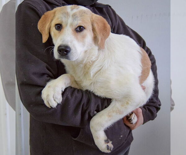 Medium Photo #4 Labrenees Puppy For Sale in Huntley, IL, USA