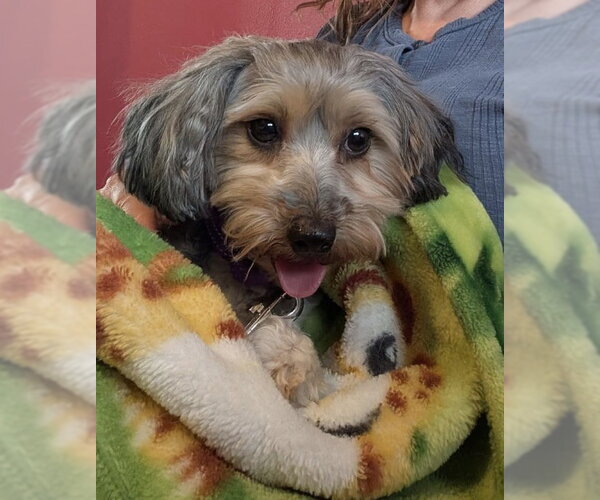 Medium Photo #2 Doxiepoo (Miniature) Puppy For Sale in Omaha, NE, USA