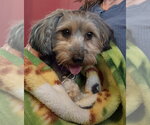 Small #1 Doxiepoo (Miniature)