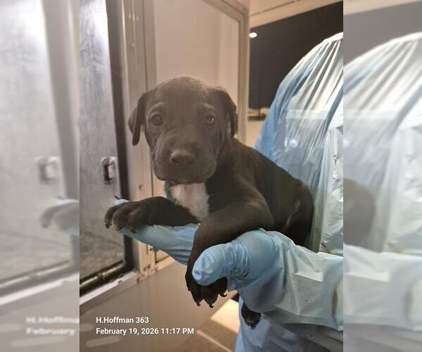 Medium Photo #1 Doberman Pinscher-Unknown Mix Puppy For Sale in San Antonio, TX, USA