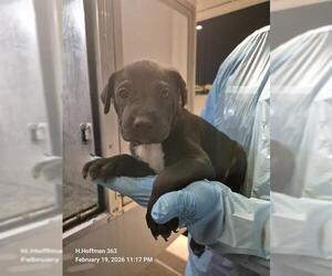 Doberman Pinscher-Unknown Mix Dogs for adoption in San Antonio, TX, USA