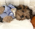 Small Photo #4 Yorkshire Terrier Puppy For Sale in FOUNTAIN VALLEY, CA, USA