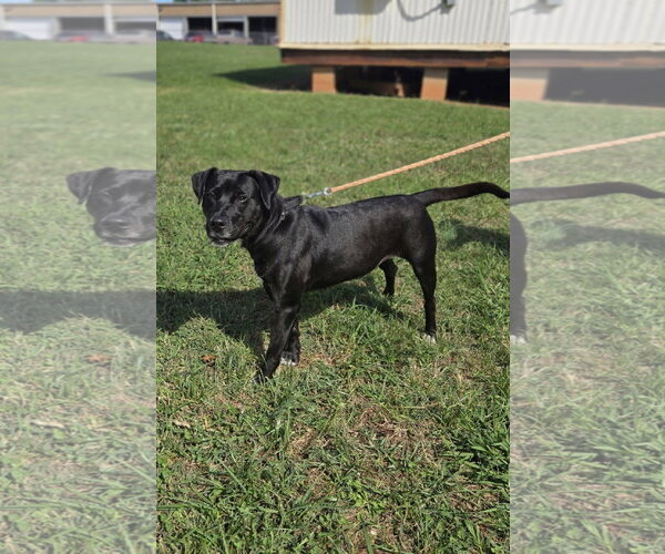 Medium Photo #8 Labrador Retriever-Unknown Mix Puppy For Sale in Rustburg, VA, USA