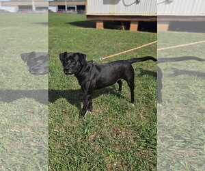 Claire: At shelter - Female Labrador Retriever-Unknown Mix Dog for Adoption - Photo #8