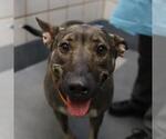 ATLAS - Male Catahoula Leopard Dog-Unknown Mix Dog for Adoption - Small photo