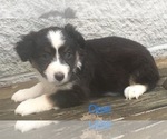 Small Photo #19 Australian Shepherd Puppy For Sale in ARBA, IN, USA