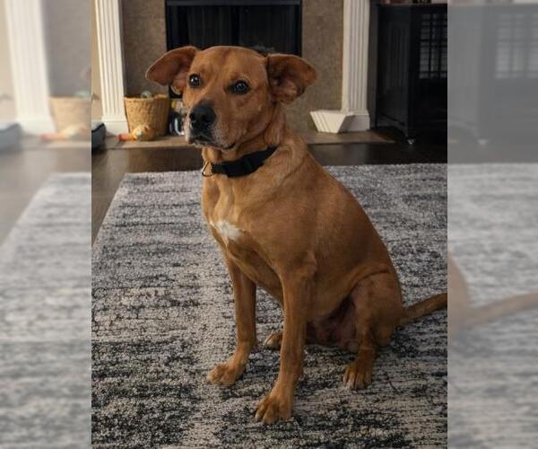 Medium Photo #11 Black Mouth Cur-Boxer Mix Puppy For Sale in Rockwall, TX, USA