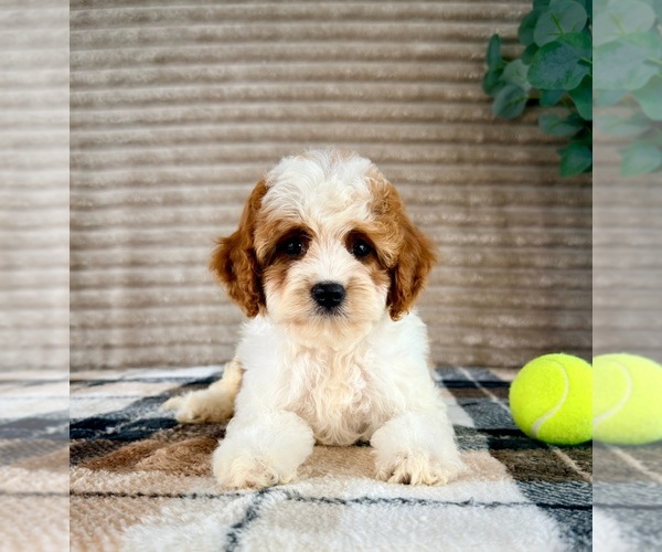 Medium Photo #5 Cavapoo (Miniature) Puppy For Sale in GREENFIELD, IN, USA