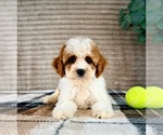Small #4 Cavapoo (Miniature)