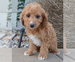 Small Photo #4 Cavapoo Puppy For Sale in CELINA, OH, USA