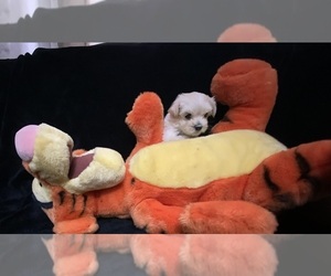 Morkie Puppy for sale in VIRGINIA BEACH, VA, USA