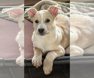 Labrador Retriever-Unknown Mix Dogs for adoption in Rockaway, NJ, USA