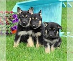 Small #1 German Shepherd Dog