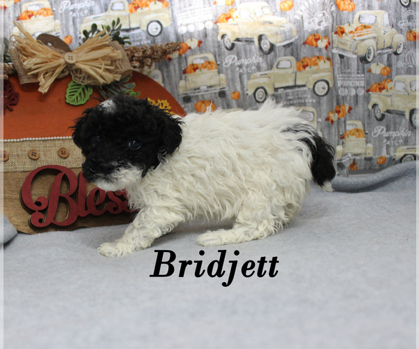 Medium Photo #16 Poodle (Toy) Puppy For Sale in CHANUTE, KS, USA