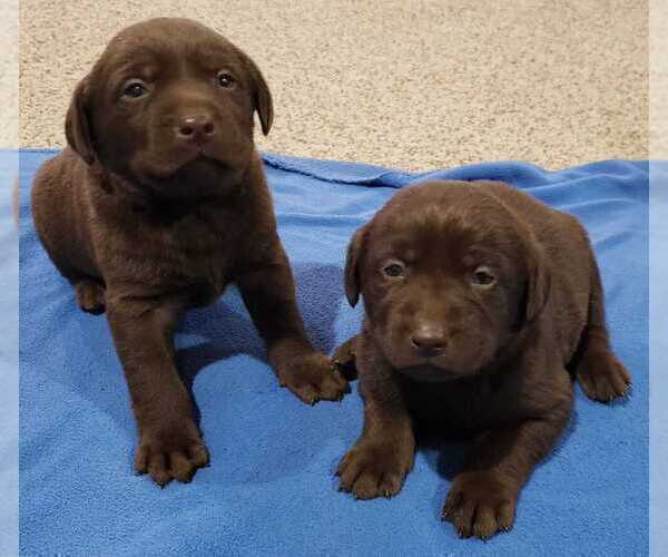 Medium Photo #6 Labrador Retriever Puppy For Sale in OLYMPIA, WA, USA