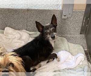 Toxirn Dogs for adoption in Orange, CA, USA